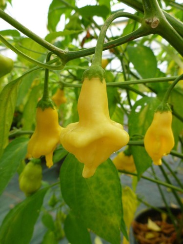 Chili dulce luna paprika - dulce,