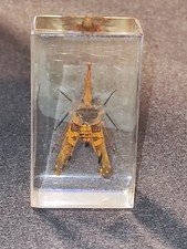 Insekten Sammlung: Zikade Laternenträgerzikade (Fulgoridae) Südostasien 7,3 × 4