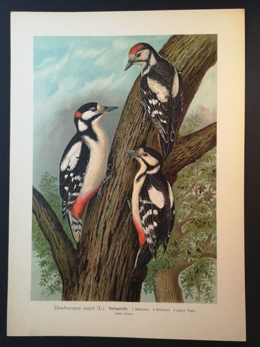 Chromolithographie 1898 - v.,