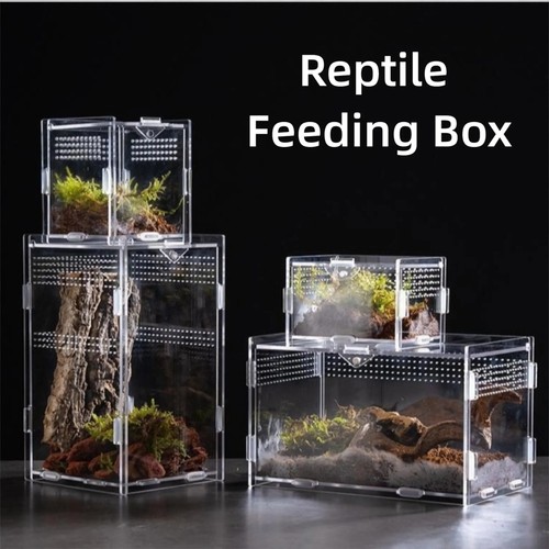 Acrylic terrarium for - acrylic,