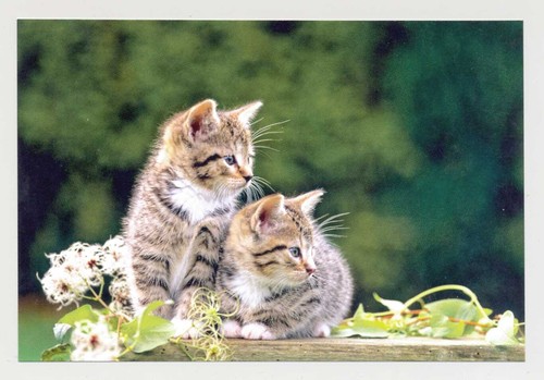 Postkarte katze neu - 1,