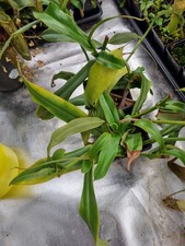 Nepenthes spathulata x spectabilis, etablierter Steckling - weiblich