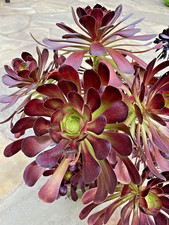 Aeonium Plum Purdy Succulent