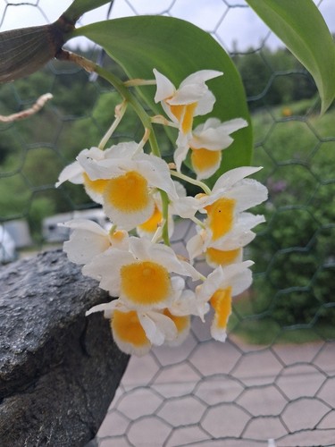 Orchideen rarität dendrobium - orchideen-rarität:,