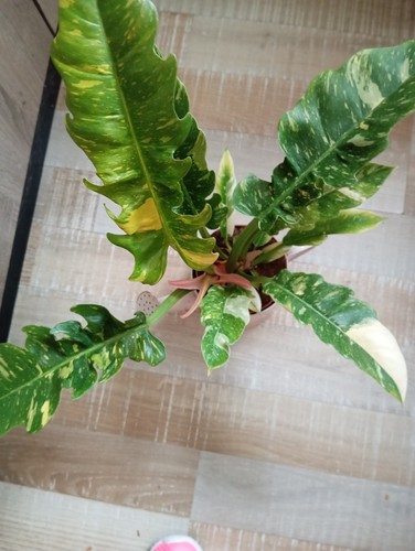 Philodendron variegata - philodendron,