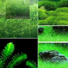 Teichpflanzen Mix Set B