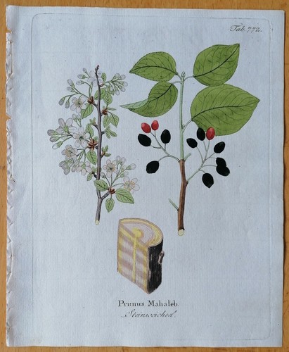 Vietz icones plantarum - icones,