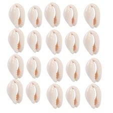 50X Natur Kauri Muscheln