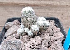 !! Escobaria leei SB 379 - mehrsprossige Pflanze - Kaktus / Kakteen !!