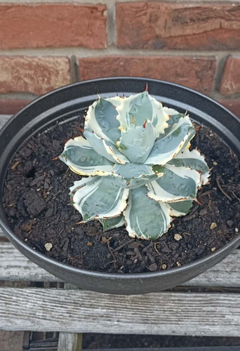 Agave isthmensis kabutogani - isthmensis,