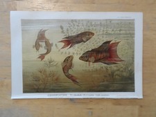Orig.(1890) Chromolithographie Grossflosser Paradiesfisch (N1P)