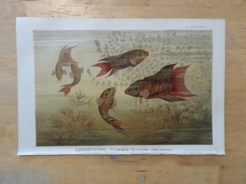 Orig chromolithographie - orig.(1890),