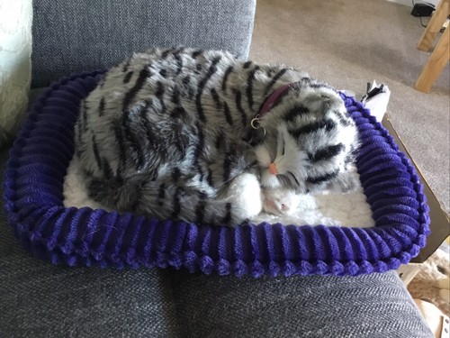 Perfect petzzz graue tabby - petzzz,