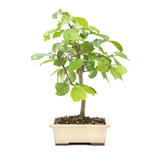 Bonsai hainbuche carpinus - bonsai,