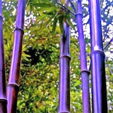 Lila Riesen -Bambus - Dendcalmus Stritus Baum Garten Deko sehr Farbintensiv   Si