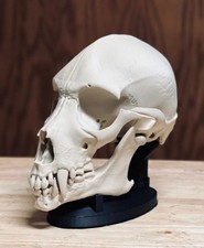 Werwolfschädel Werwolf