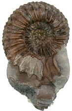 Lias  Pleuroceras spinatum