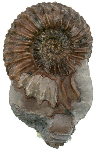 Lias pleuroceras spinatum - ,