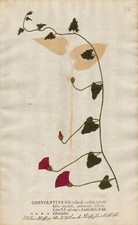 Winde bindweed Convolvulus