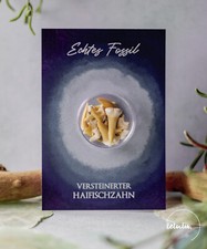 10 - 15 Haifischzähne Echtes