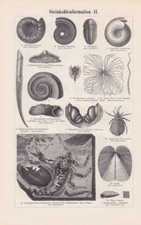 Karbon steinkohle fossilien - karbon,