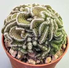 Schöner Opuntia tuna Cristata