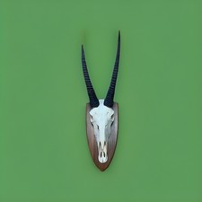 GK  Oryx Jagdtrophäe Nr.1
