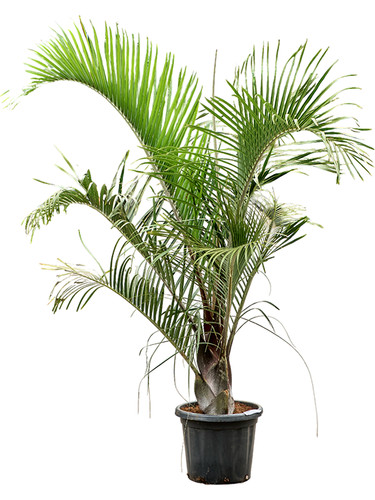 Dypsis decaryi dreieckspalme - dypsis,