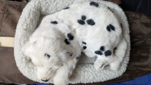 Schlafender spiel hund korb - hund, im