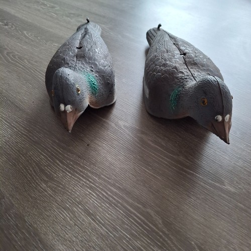 Paar taubenmuscheln lockvogel - paar,