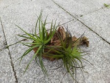 Tillandsia Aeranthos Luftnelken auf dekorativer Wurzel HBT ca 25* 15 *12 cm