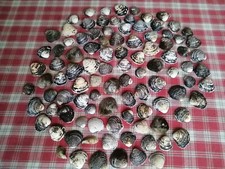 Muscheln zum Basteln dekorieren Urlaub Sand