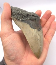 12,3 cm Kantenlänge Megalodon Haizahn Fossil Meg Hai Zahn USA North Carolina