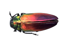 Buprestidae, Belionota