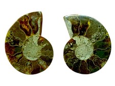 Ammoniten Paar aus Madagaskar