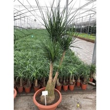 Elefantenfuß  Beaucarnea recurvata Flaschenbaum Wasserpalme Zimmerpflanze