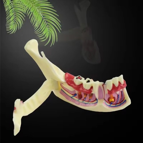 Endodontie modell mit - endodontie-modell,