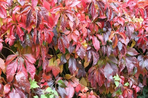 10x wilder wein feuerrot - wilder,