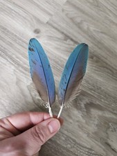 2 x blaue Federn 💙