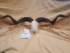 Zackelschaf, Gehörn, Hörner