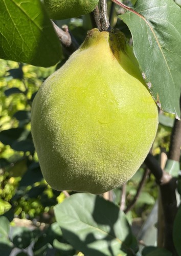 Türkische ayva shirin - türkische,