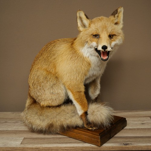 Fuchs rotfuchs sitzend - fuchs,