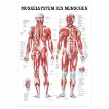 Menschliches muskelsystem - menschliches,