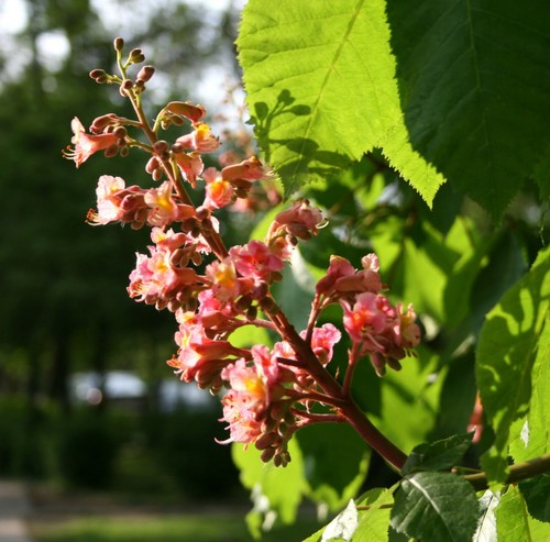 Rotblühende kastanie aesculus - rotblühende,