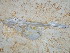 Malm unbestimmter belemnit - malm,
