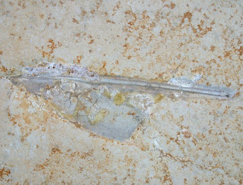 Malm unbestimmter belemnit - malm,
