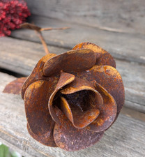 ❤️ Wunderschöne Rose