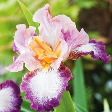 Iris Rhizom Blüten Iris