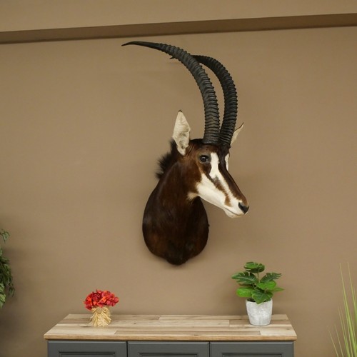 Rappenantilope hippotragus - rappenantilope, (hippotragus