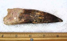 5 INCH LONG SPINOSAURUS TOOTH